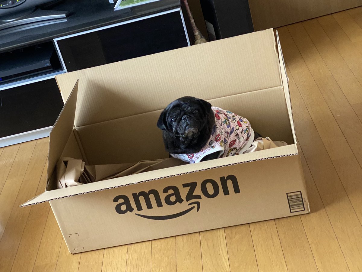 dot_apple's tweet photo. Amazonの箱に入って
音ちんまったりしてて…

そして今、お布団入れられて
Amazonハウスに住んでる(๑>◡<๑)

なんやら、落ち着くらしい…

そんな音ちゃんを見て
箱を片付けられないかぁさんです https://t.co/YuvU63CWQQ