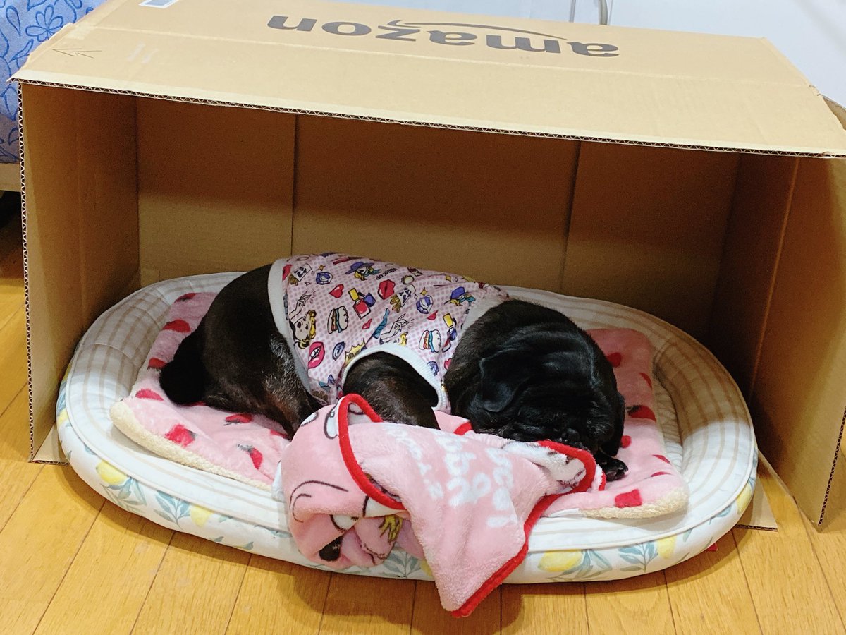 dot_apple's tweet photo. Amazonの箱に入って
音ちんまったりしてて…

そして今、お布団入れられて
Amazonハウスに住んでる(๑>◡<๑)

なんやら、落ち着くらしい…

そんな音ちゃんを見て
箱を片付けられないかぁさんです https://t.co/YuvU63CWQQ
