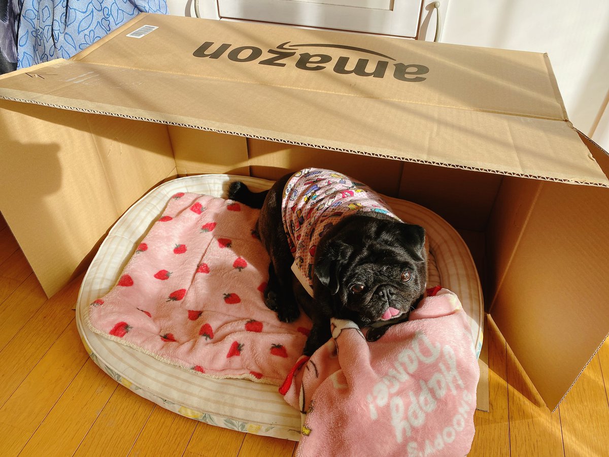dot_apple's tweet photo. Amazonの箱に入って
音ちんまったりしてて…

そして今、お布団入れられて
Amazonハウスに住んでる(๑>◡<๑)

なんやら、落ち着くらしい…

そんな音ちゃんを見て
箱を片付けられないかぁさんです https://t.co/YuvU63CWQQ