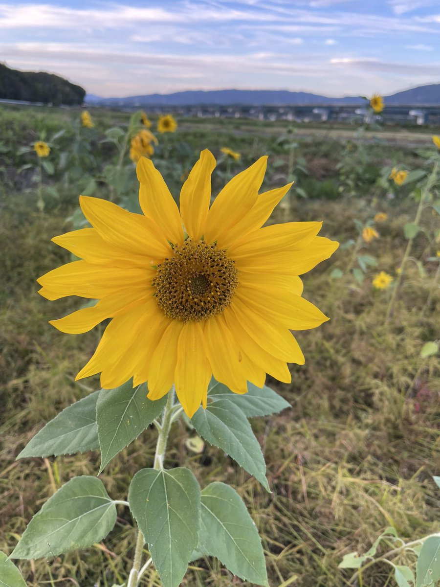SuperCubC105's tweet photo. 2023.10.22 岐阜カブミーティング
今日は奥さんとタンデムなので、極力国道は走らずにほぼ旧道で会場まで行きました。会場では行灯カブ乗りの友達といろいろ話し、
帰りはKIMOTOダリヤガーデンなど寄り道しながら帰ってきました。寒かったし過酷なツーリングでしたが楽しかった❗️ https://t.co/eFviISOm9z