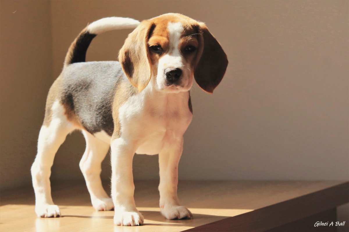 Nina - adoro essas orelhas!