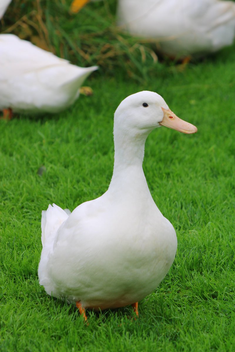 NutritionDuck's tweet photo. https://t.co/vHDeAe6wza