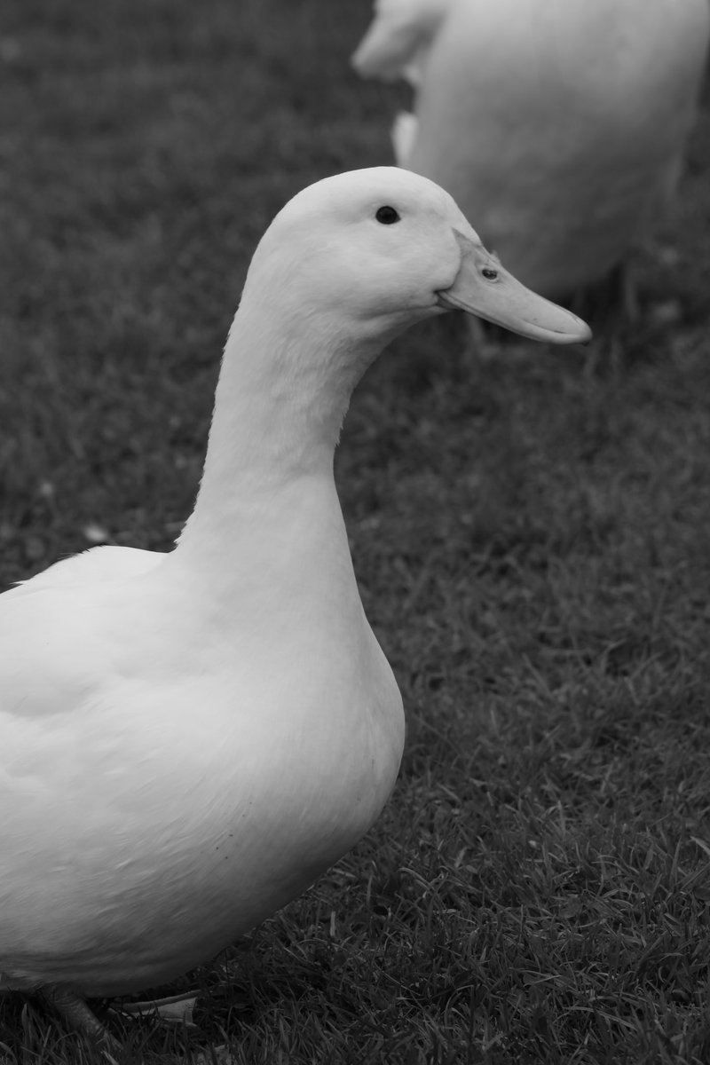 NutritionDuck's tweet photo. https://t.co/4rE1YWiI3O