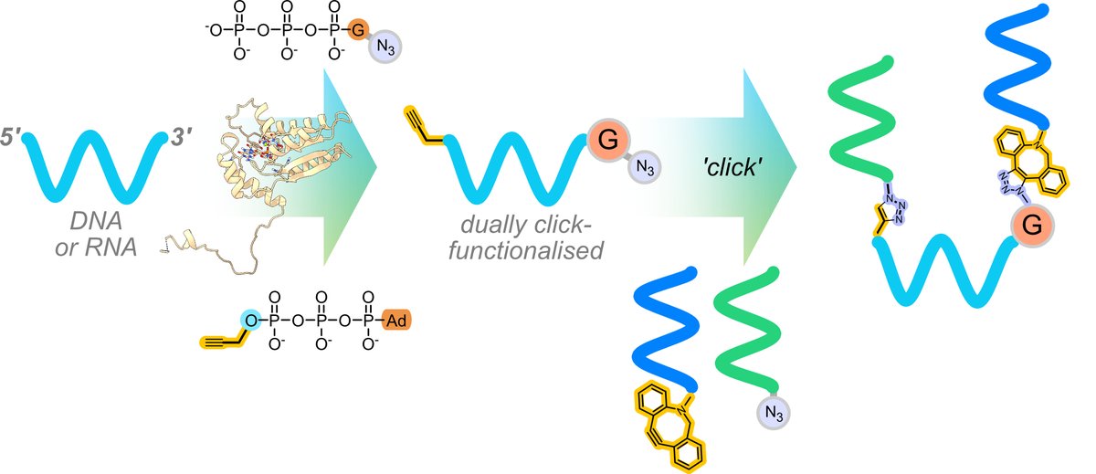 NATURE-ETN (@etn_nature) on Twitter photo New collaborative work published on <a href="/ChemBioChem/">ChemBioChem</a> by our ESR Eva Schönegger and colleagues at baseclick GmbH and the <a href="/CarellGroupLMU/">The Carell Group</a>!
doi.org/10.1002/cbic.2… New collaborative work published on <a href="/ChemBioChem/">ChemBioChem</a> by our ESR Eva Schönegger and colleagues at baseclick GmbH and the <a href="/CarellGroupLMU/">The Carell Group</a>!
doi.org/10.1002/cbic.2…