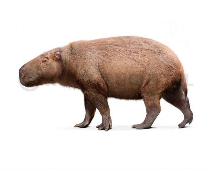 It's National Rodent Week!

The giant pacarana (Josephoartigasia monesi) is the largest rodent that ever lived, weighing about 1,100 lbs.

It's no longer around, but rats and mice are still a giant problem. Solve it with Trapmate remote monitoring. trapmate.ai 

#NPMA