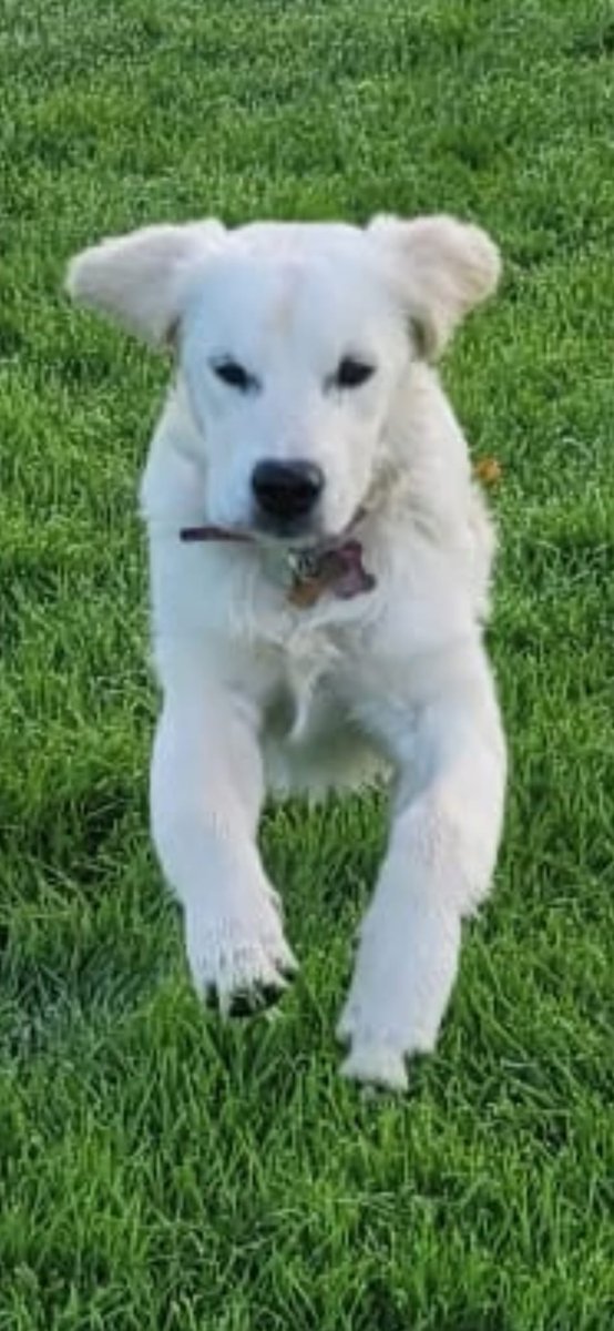 RoscoRetriever's tweet photo. Dolllyyyyyyy #retriever #GoldenRetrievers #puppydog #chasingsticks https://t.co/isehlWZKfi