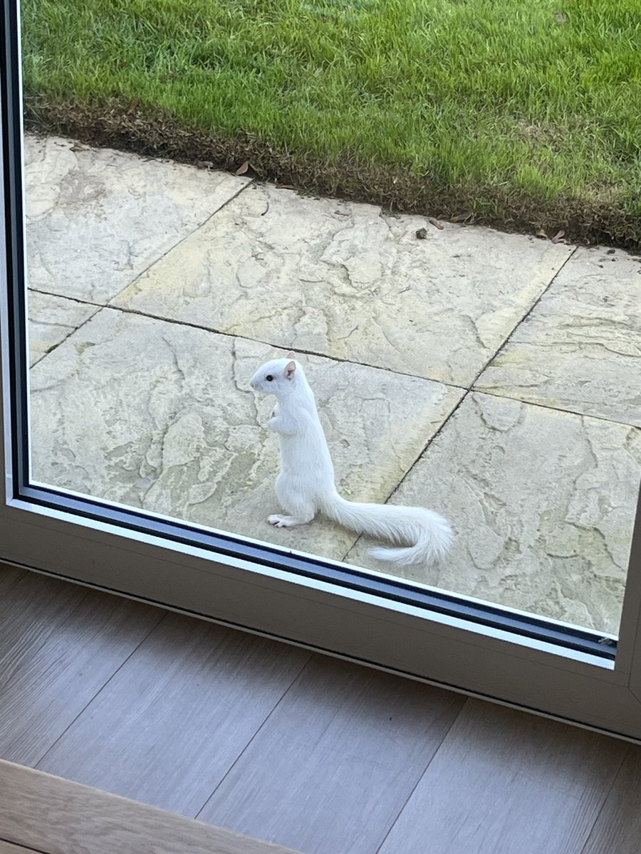 Can anyone think of a caption? 😊 #Leicestershire #Burbage #whitesquirrel #squirrel