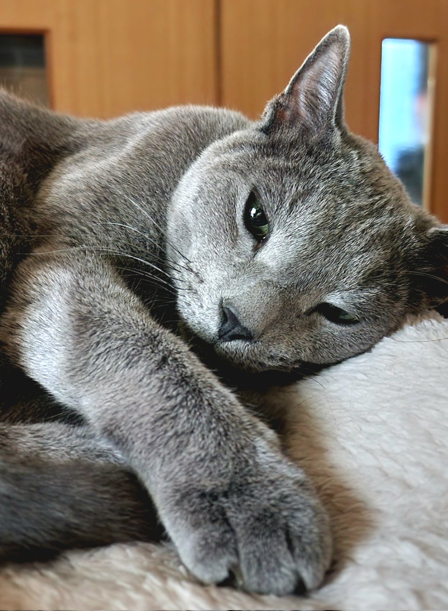 ko_ya190's tweet photo. 昼寝こ🐈️ https://t.co/ZffHBiK0ac