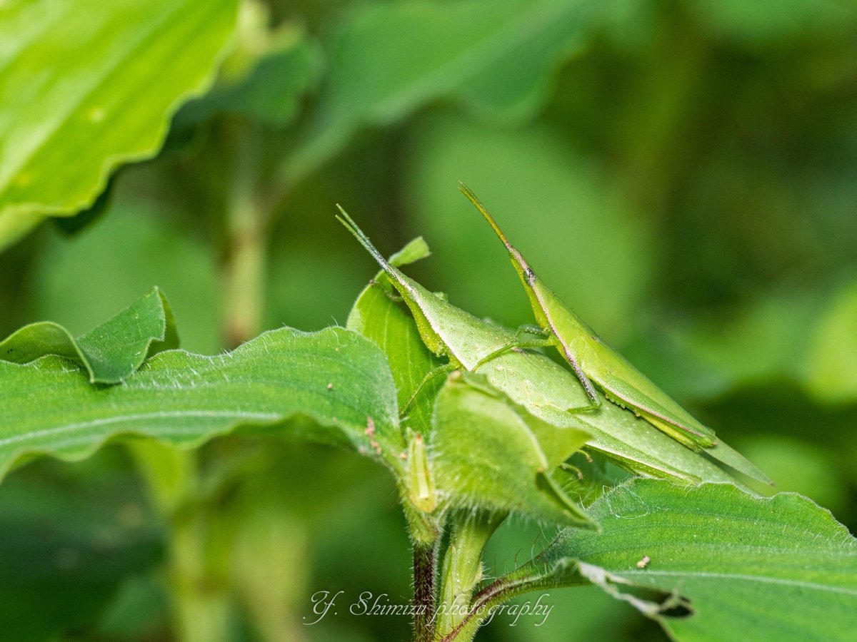 shimi96's tweet photo. 眼が綺麗なオンブバッタ

OLYMPUS OM-D E-M1 X + M.ZUIKO DIGITAL ED 90mm F3.5 Macro IS PRO

#昆虫 #昆虫写真 #OMSYSTEM #オンブバッタ #glasshopper https://t.co/MvHGpnkYP7