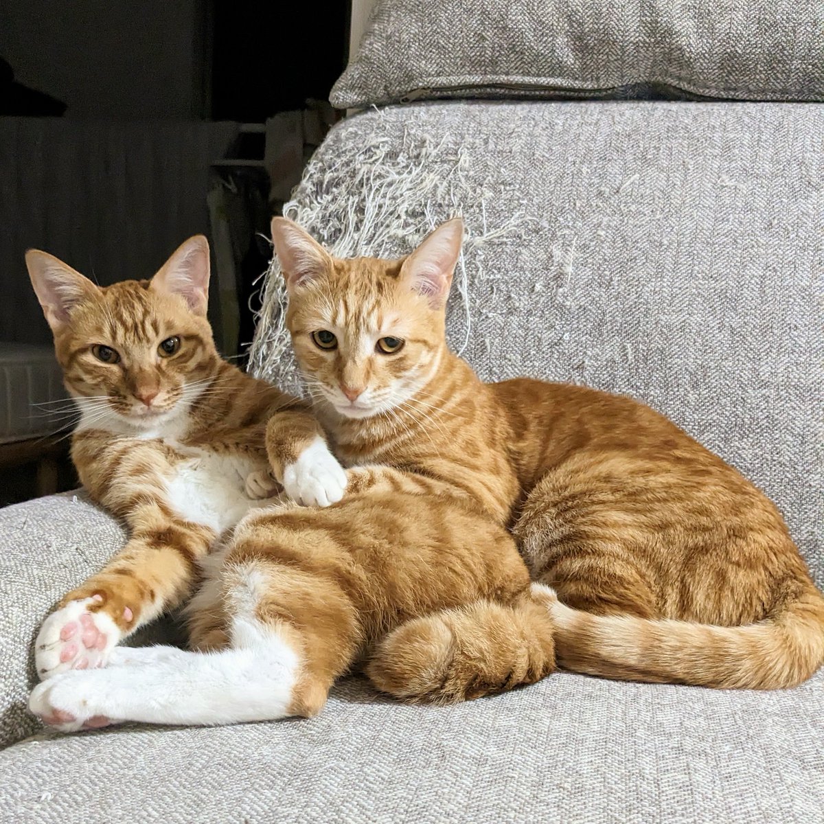 poketyasu's tweet photo. 久しぶりにおふたりさんが目線を下さった。

#猫 #保護猫 #えりまっし�� https://t.co/CsTAonwrAZ