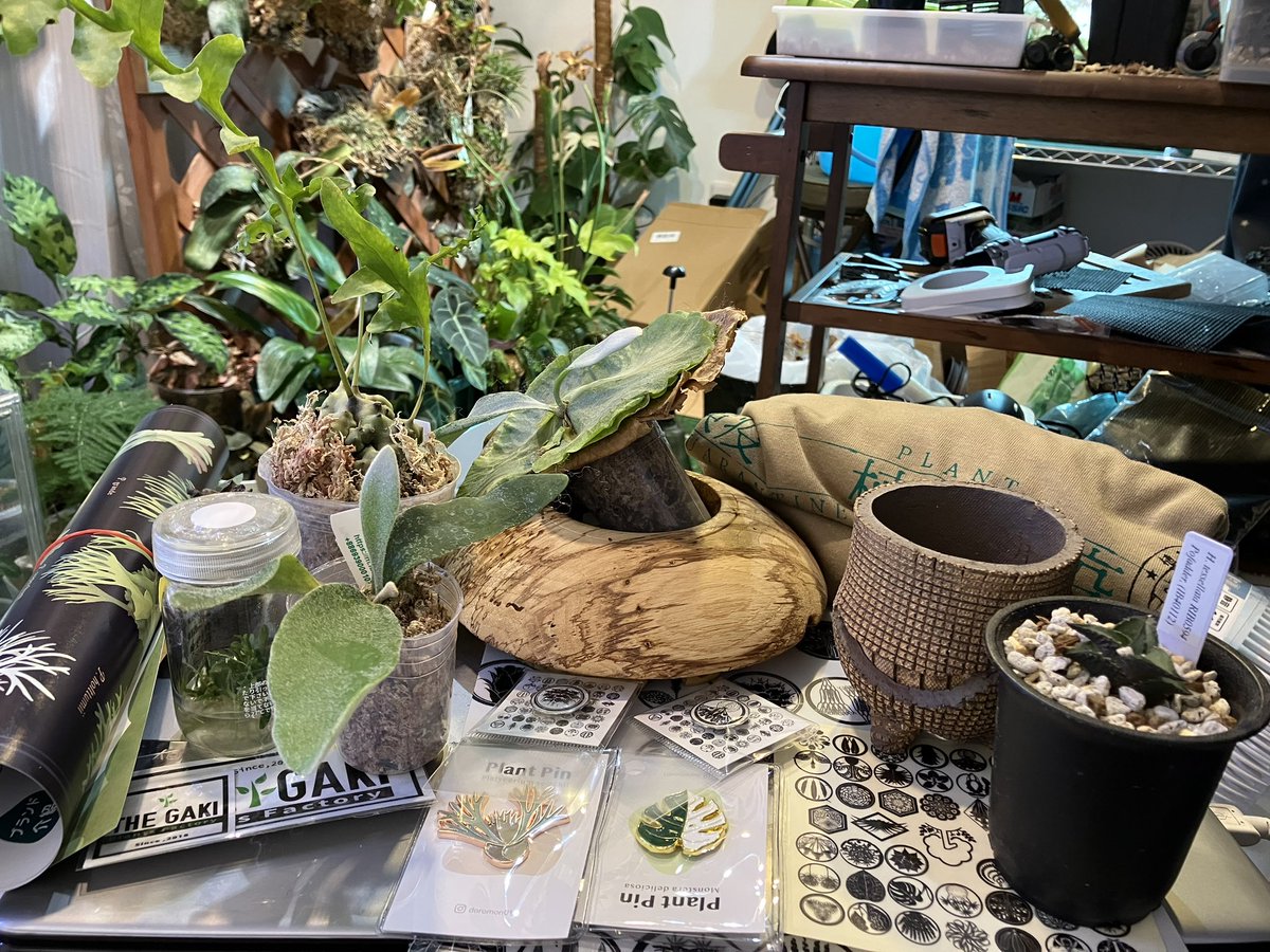 taktaktakkkkk's tweet photo. 天一戦利品🌱
台湾半額セールと植物シャツ&amp;雑貨とGAKI活標本と鉢とハオルチア
#天下一植物界2023 https://t.co/6P64FYy23X