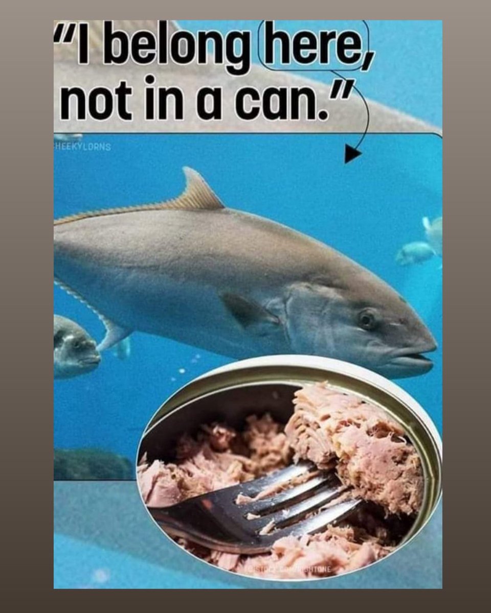 Have a cruelty free day 🐬✌ #tuna #fishing #anyfishingisoverfishing #fish #sushi #parasites #salmon #foodporn #fishfeelpain #tunafishing #offshorefishing #seafood #fishinglife #theseaisdying #sashimi #sportfishing #fishingline #sewage #saltwaterfishing #mercury #dinner #empty