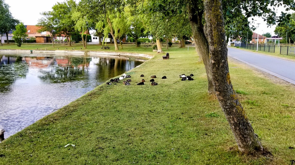 Impressionen von Fehmarn... 
 #Fehmarn #Ostsee #Insel #Ferien #Urlaub #ostseeliebe #küstenliebe #balticsea #meerliebe #schleswigholstein #strand #meerweh #ostseeurlaub #reiselust #ostseekult 
natuerlichfehmarn.de