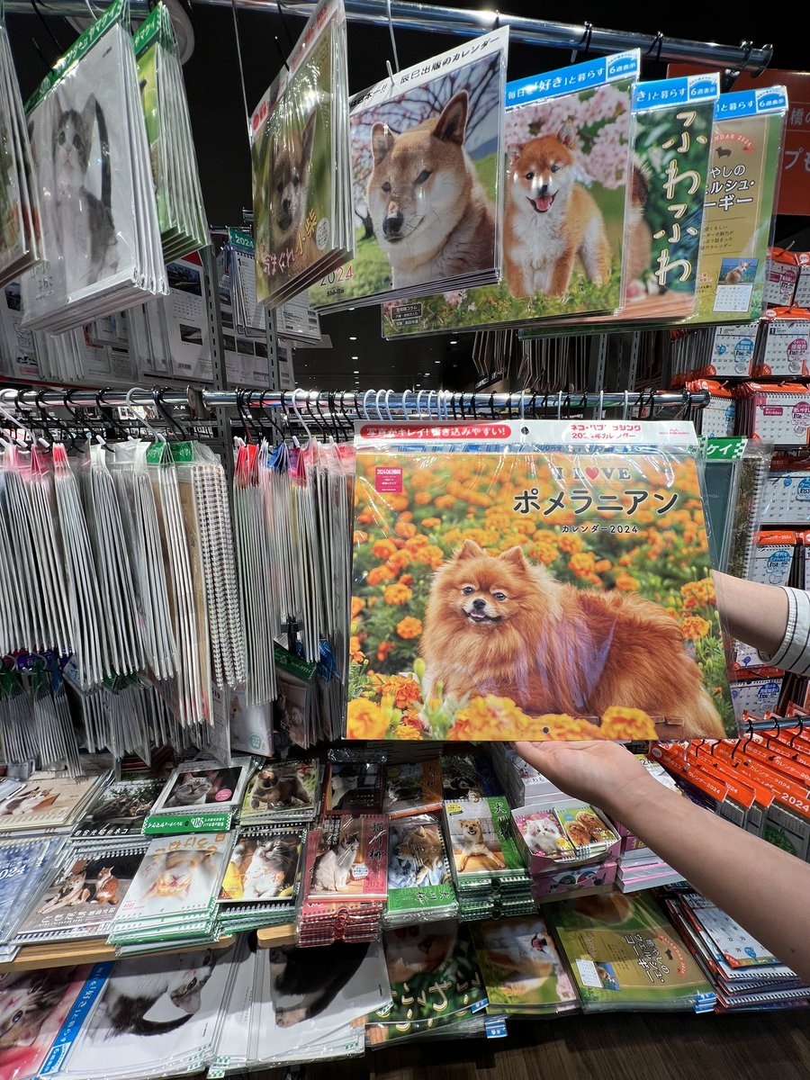 inari_715's tweet photo. @ange_pipipi ♡まゆたんいたよー♡

　#ポメラニアンカレンダー
　#iloveポメラニアンカレンダー　#未来屋書店 https://t.co/9R7BAkoFiG