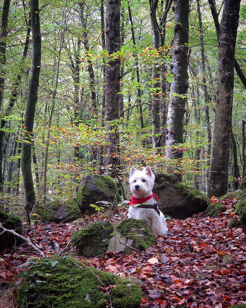 isa_bel_ramirez's tweet photo. Mode tardor! Avui us deixo aquesta foto del Blat, que fa molts dies que no el penjo, al bosc de la Fageda d’en Jordà. Bon dia amics de tuiter! #lleidatanament #usestimo https://t.co/RR7abUNVoK