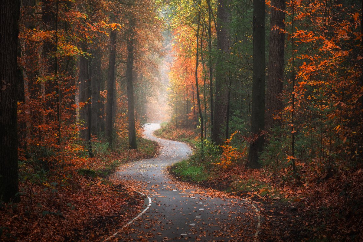 albertdrosphoto's tweet photo. Autumn Roads in The Netherlands https://t.co/b2aogwwUNQ