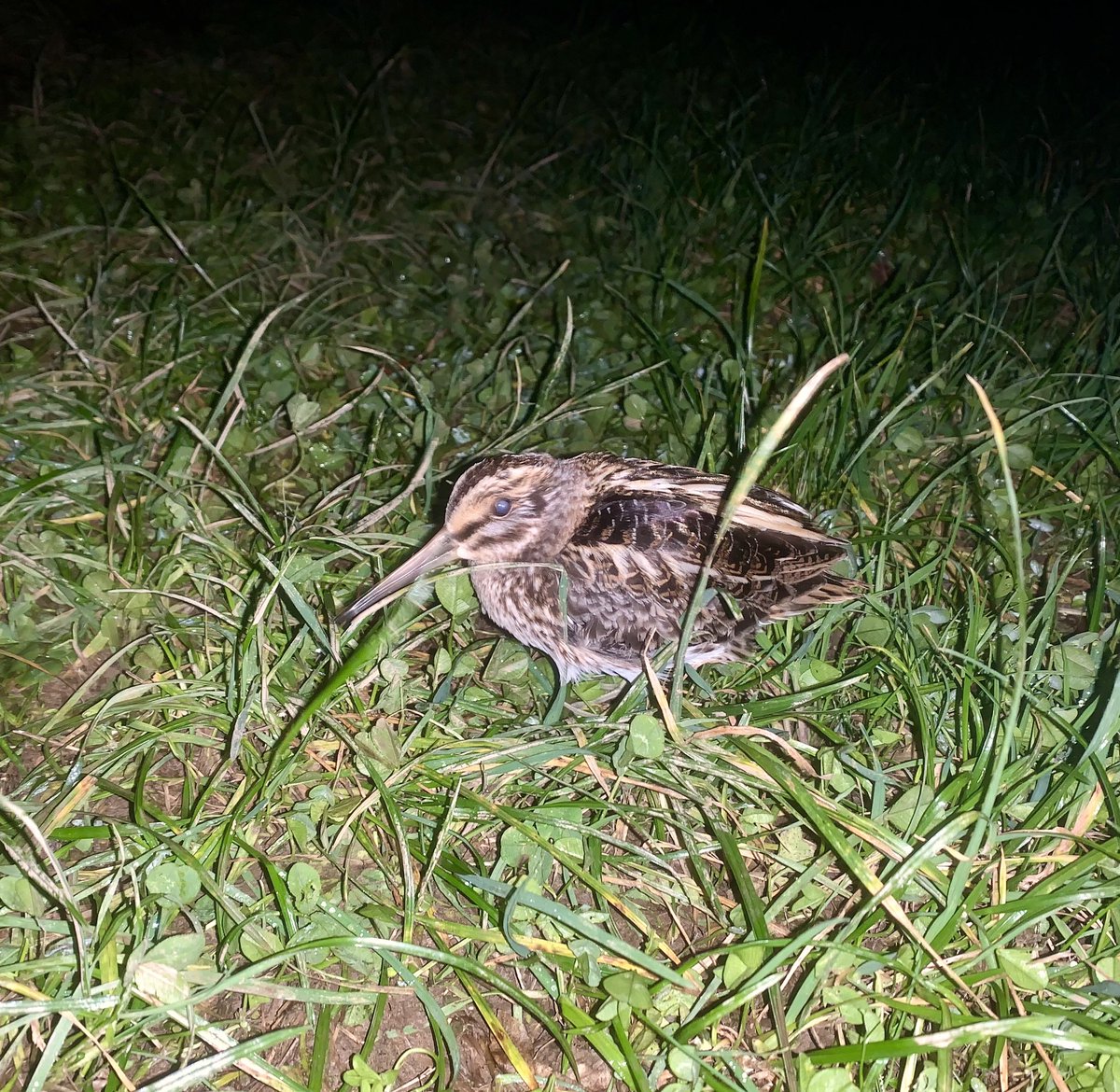 Robert Fisher tweet media