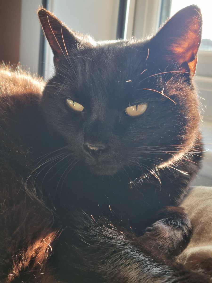 BagginsSuperCat's tweet photo. A surprising #SunpuddleSunday and I am taking it 100%!!!!
Got to soak up every last ray at this time of year! Meow!!!
I hope you're having an awesome day floofsters!!! 😻😽😻😽😻
#hedgewatch DUVET sesh! https://t.co/YDTjLxLpNi