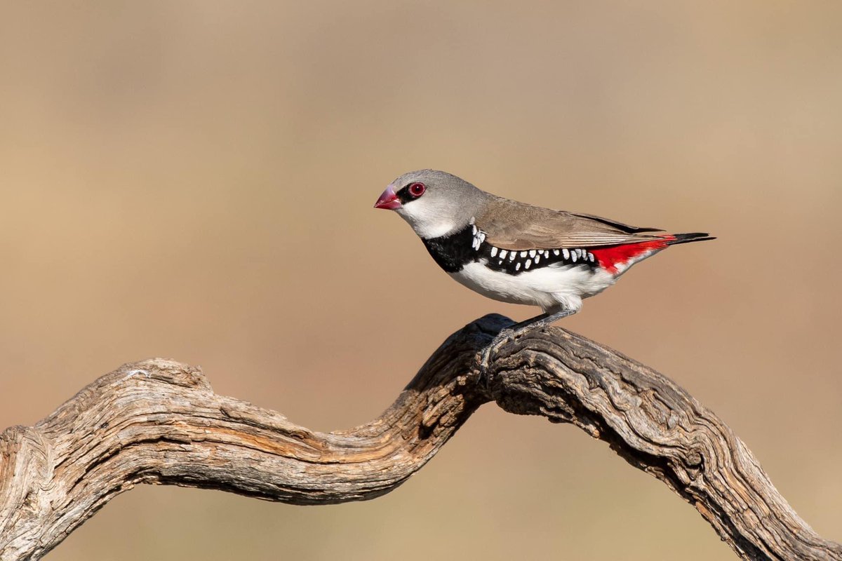 SigdenC's tweet photo. Diamond firetail near Condobolin https://t.co/gO63pGkEeH