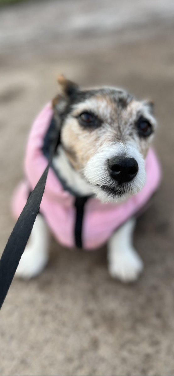 Can I have a boop? 👍 @E_Grinstead_PAH⁩ ⁦@bertie_lakeland⁩ ⁦@Berti_and_Ernie⁩ ⁦@WonderWilbur⁩ ⁦@MillieandGriff⁩ ⁦@jennystape⁩ ⁦@NormanTheCairn⁩ ⁦@Bertie_the_BT⁩ ⁦@goldenlily2017⁩ ⁦@DenziltheCocker⁩ ⁦@creek_moose⁩