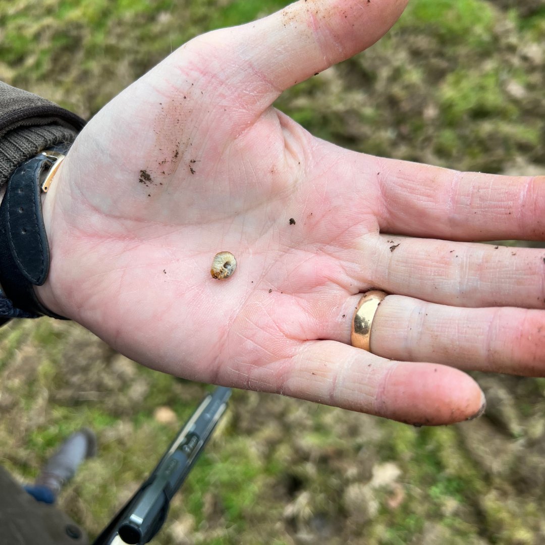TurfSolvUk's tweet photo. Pests, like chafer grubs and leatherjackets, are particularly active during the autumn months. They feed on the grassroots causing damage to the lawn.

These pests also attract predators. For instance, birds might peck at the lawn to get to these grubs.
https://t.co/uCzdvoB6uy https://t.co/qhok9KInZh