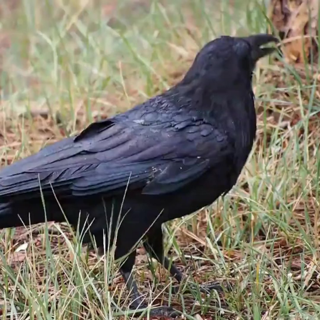TurfSolvUk's tweet photo. Pests, like chafer grubs and leatherjackets, are particularly active during the autumn months. They feed on the grassroots causing damage to the lawn.

These pests also attract predators. For instance, birds might peck at the lawn to get to these grubs.
https://t.co/uCzdvoB6uy https://t.co/qhok9KInZh