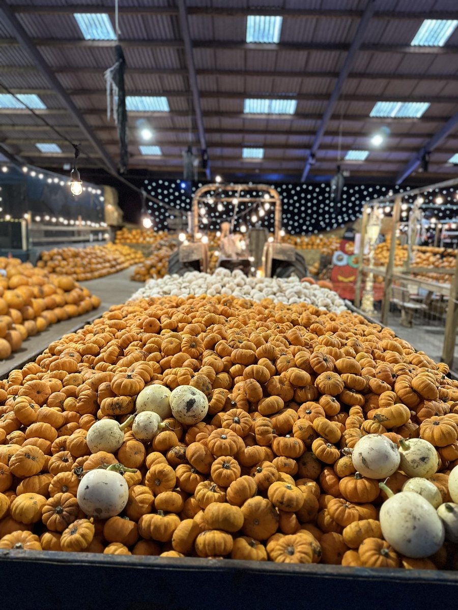 BarnBerryfields's tweet image. It’s opening weekend at our Halloween event - get involved and head to our website to secure your tickets now 🔗 #halloween #pumpkin #pumpkinpicking