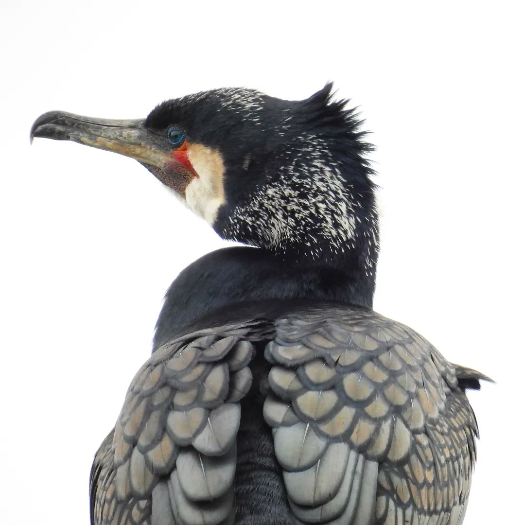 #cormorants,  stunning birds.
#teesbarrage
#rivertees
<a href="/teeswildlife/">Tees Wildlife</a>