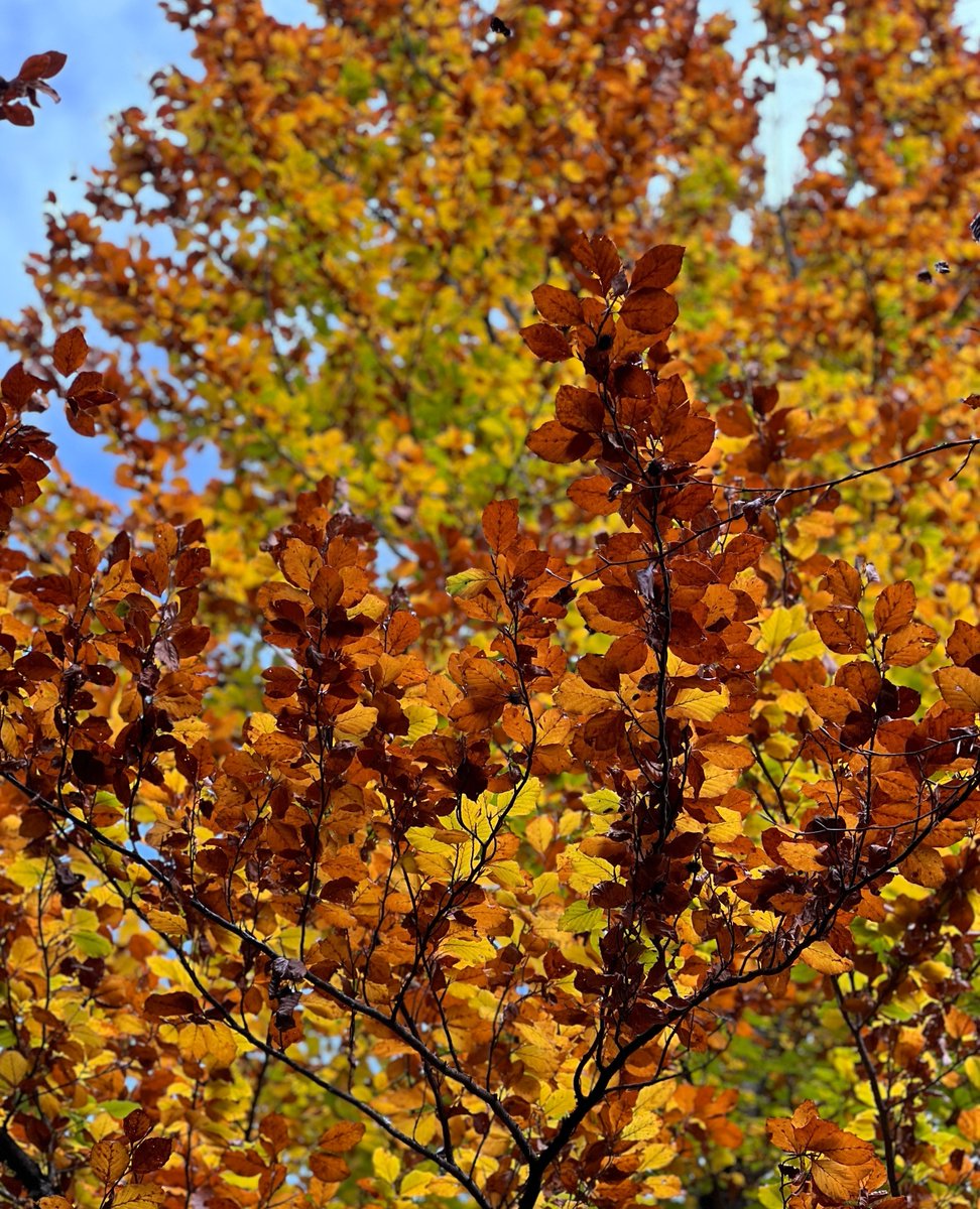 𝐄𝐢𝐧 𝐟𝐚𝐫𝐛𝐞𝐧𝐟𝐫𝐨𝐡𝐞𝐫 𝐇𝐞𝐫𝐛𝐬𝐭𝐬𝐩𝐚𝐳𝐢𝐞𝐫𝐠𝐚𝐧𝐠 🍁🍂 - unterwegs am Leonhard-Stock-Weg in Finkenberg 🥰 
#tuxfinkenberg #lovetux #stammgast