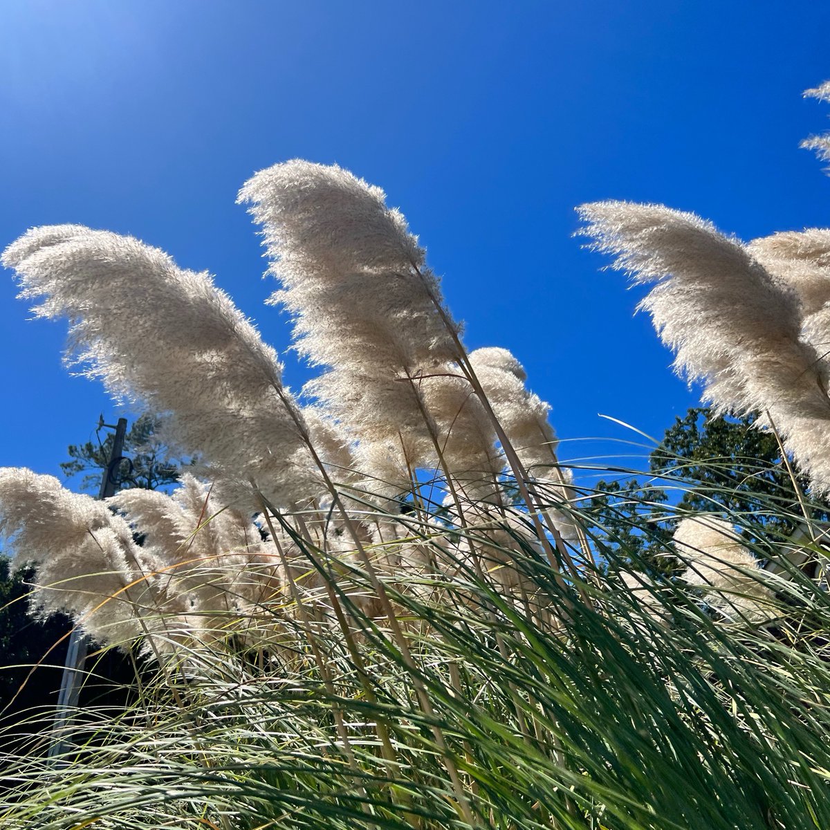 SingularSet's tweet photo. Fusionamos lo clásico con lo innovador. 🌾 Las majestuosas pampas se integran en nuestros sets modernos, demostrando que tradición e innovación pueden coexistir. #SingularSet #decoracionbodas #decoracioneventos #bodaespaña 🍃✨ https://t.co/4m3Pcca15q