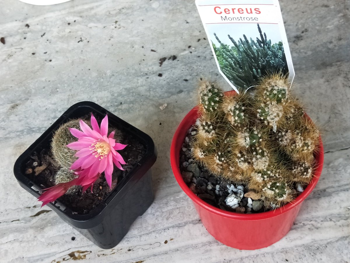 krtcano11's tweet image. My gorgeous cactus plants just flowered 💚 💛