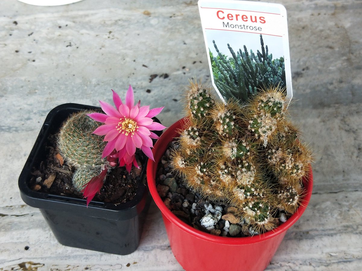 krtcano11's tweet image. My gorgeous cactus plants just flowered 💚 💛