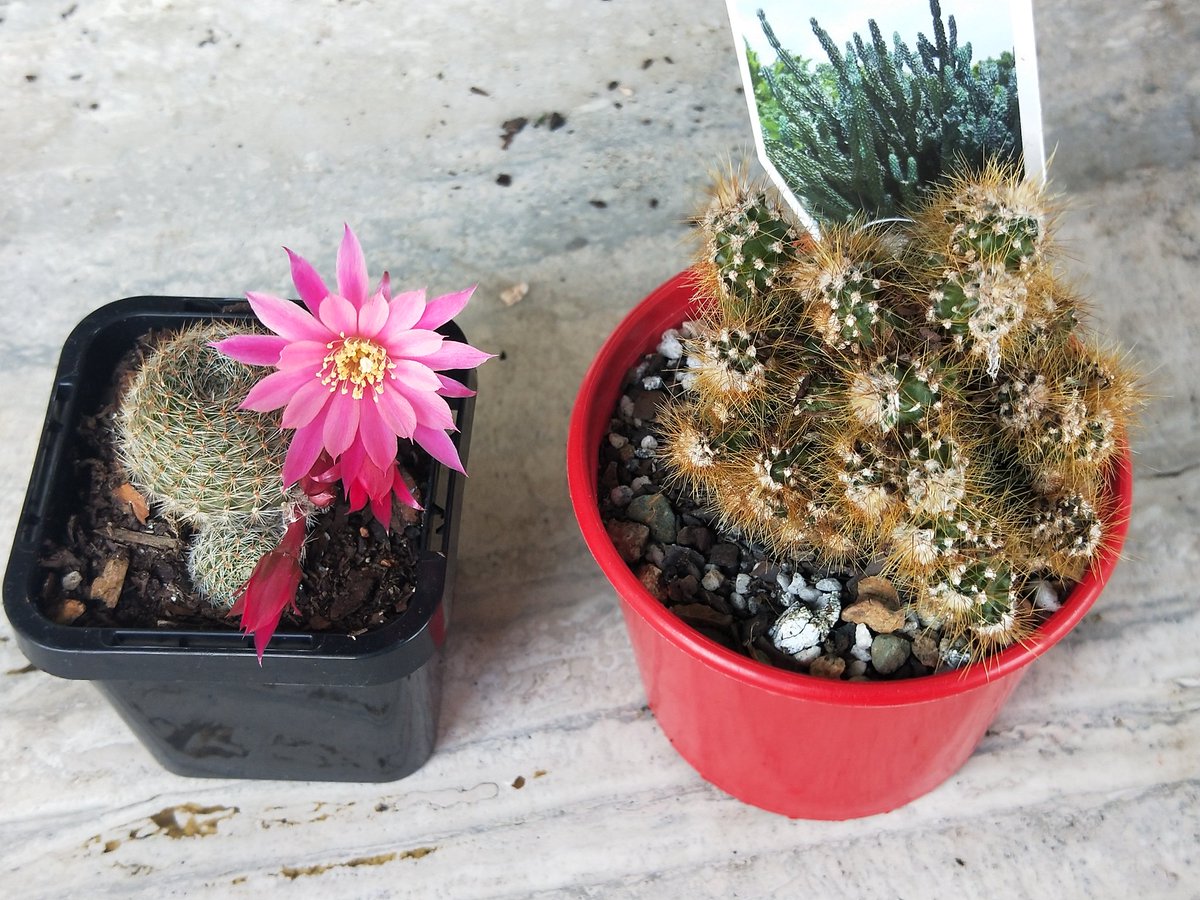 krtcano11's tweet image. My gorgeous cactus plants just flowered 💚 💛