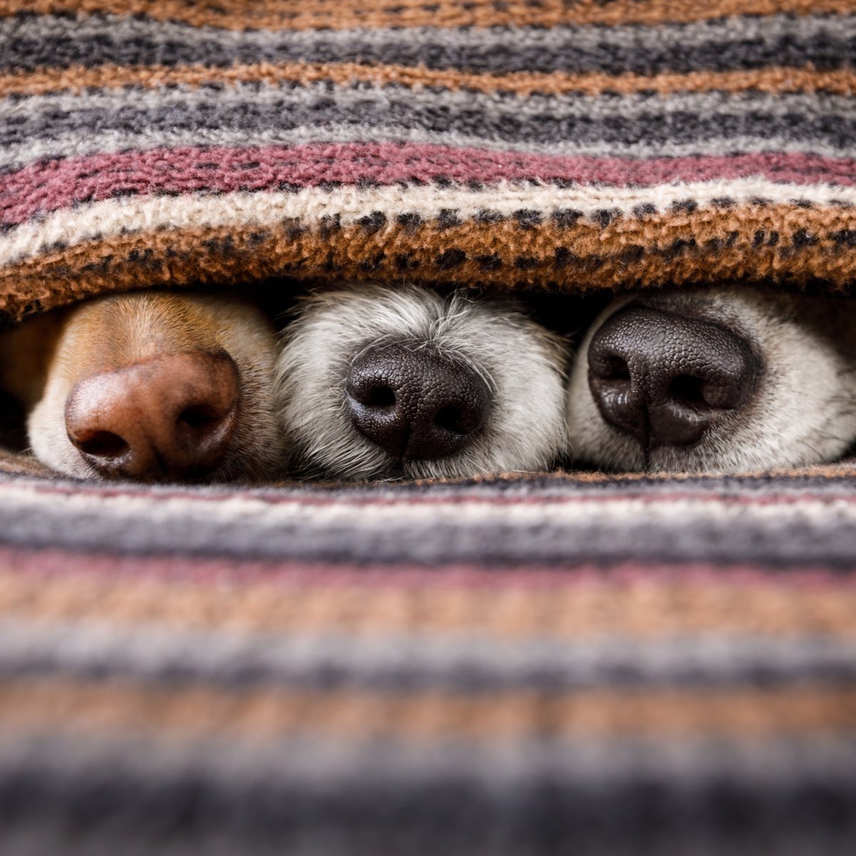 🐶Peek-a-boo! These adorable pups are playing hide-and-seek, using their cute noses as cover! Can you guess who's hiding behind those snouts? 🐾📸 #HideAndSeek #PuppyLove #GuessWho #CuteDogs #puppies