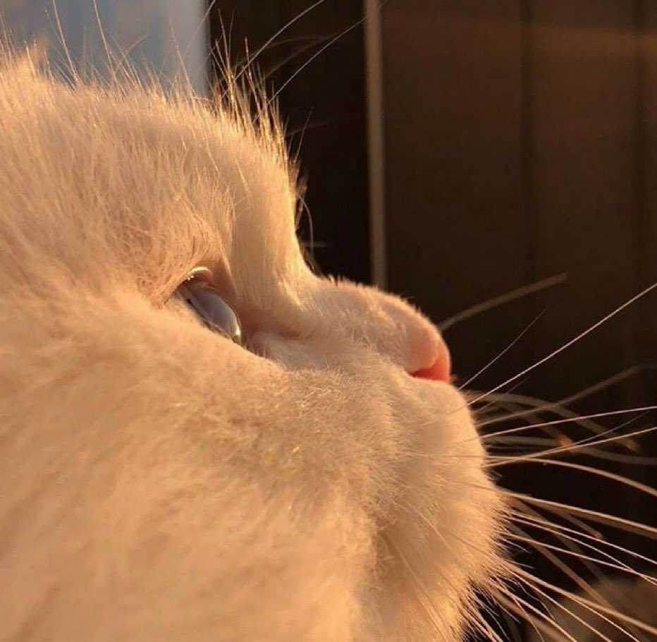 catdoingwork's tweet photo. Good morning World https://t.co/qL0u5GfetJ