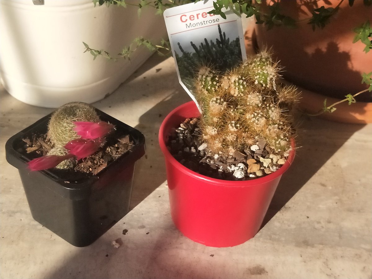 krtcano11's tweet image. My gorgeous cactus plants just flowered 💚 💛