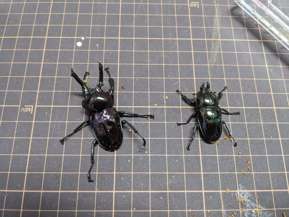 クワガタマン (@HirschkaferShop) / Posts / X