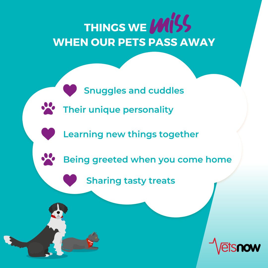 Losing a pet leaves a paw-shaped hole in our hearts, and it's the little things we miss the most. From their morning cuddles to their wagging tails when we come home, their absence reminds us of what a blessing it was to have them. 💞