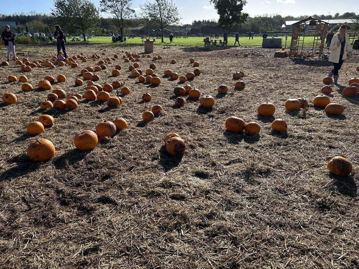 I did not realise the whole pumpkin picking phenomenon was coming to a field where people have placed pumpkins to pick them up. We are quite, quite mad.