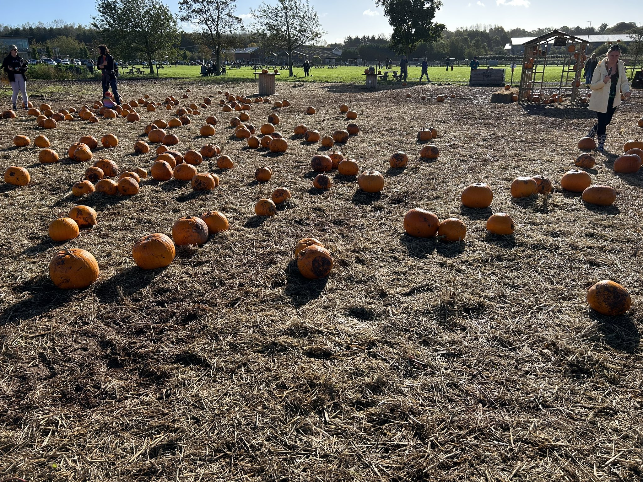 Rob on X: &ldquo;I did not realise the whole pumpkin picking phenomenon 