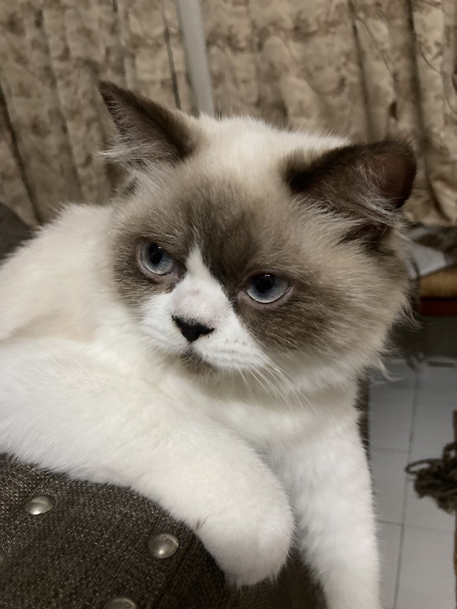 mahalog's tweet photo. @BangiKita mintak tolong bang nak tanya ada tak yang owner kucing jantan maine coon yang nak mating area bangi. Kucing sy tgh on heat betina persian. Virgin lagi ni. https://t.co/LyrKB8Zagg