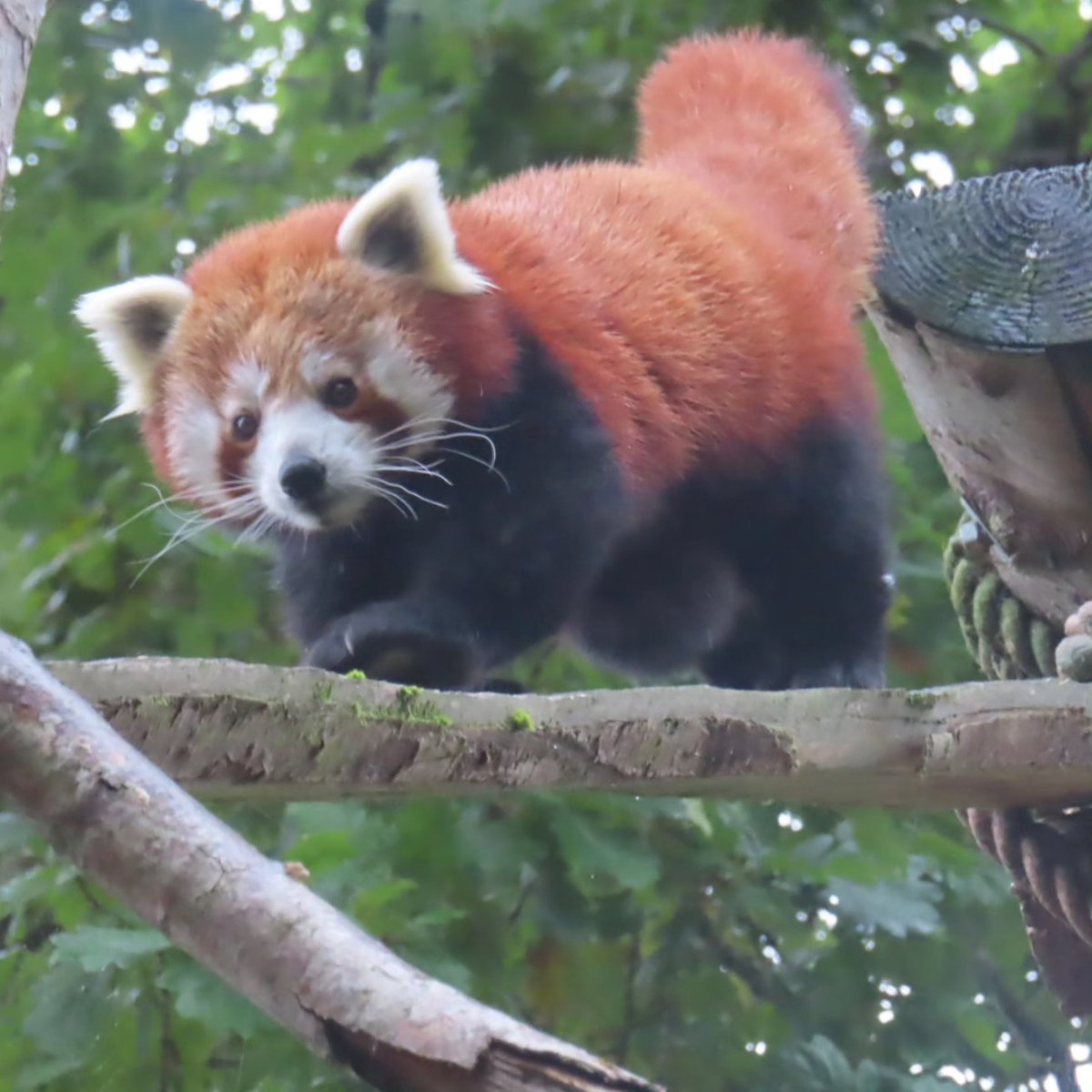 Meeting Koda and Maya, the #himalayanredpandas #longleatsafaripark <a href="/Longleat/">Longleat</a>
