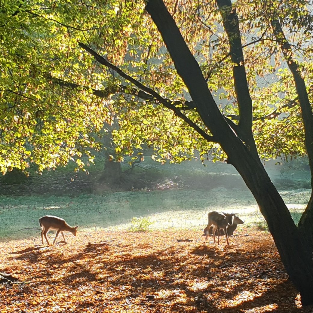 Mark_Wardell's tweet image. Beautiful day to be out running on the trails 😎

#trailrunning #runr #ukrunchat