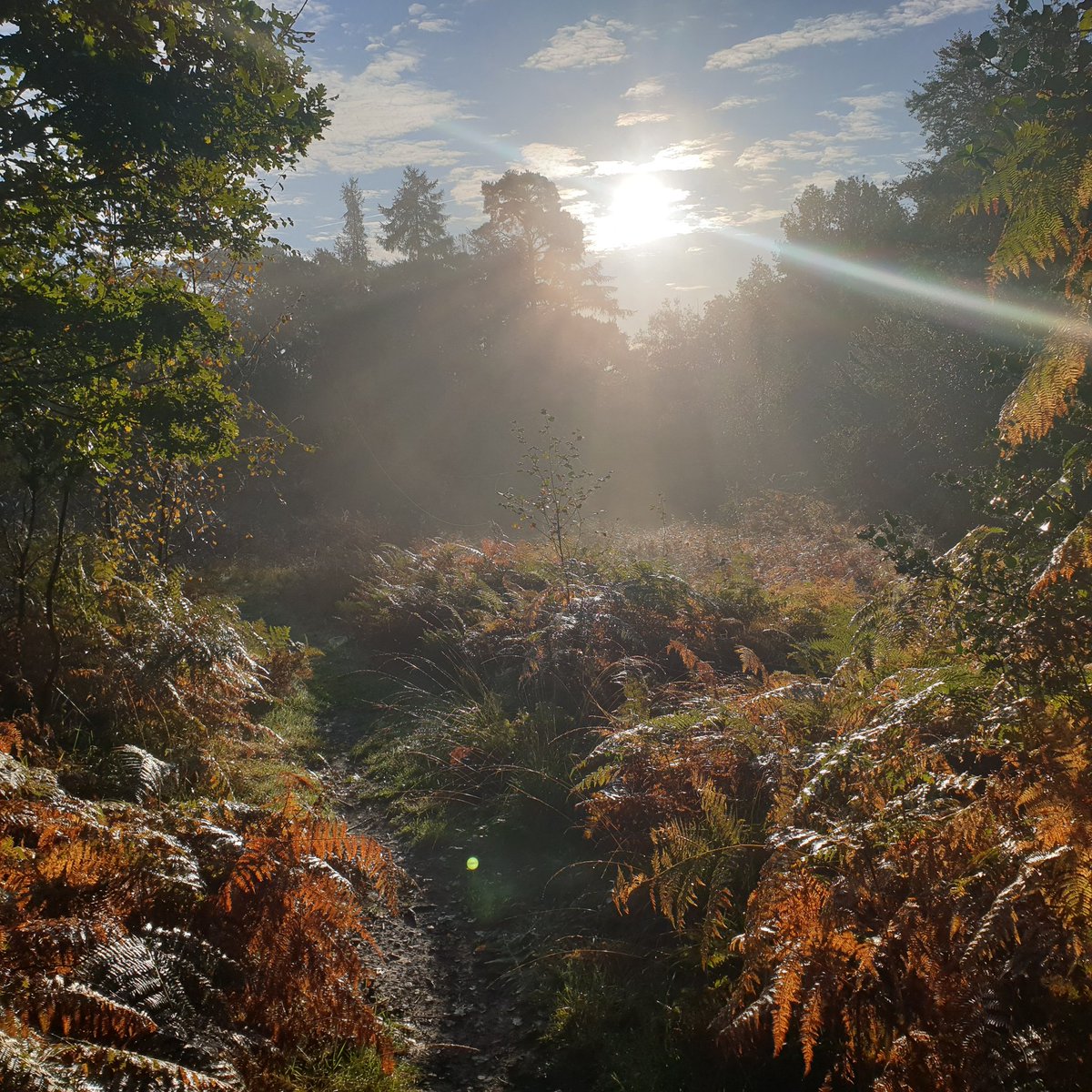 Mark_Wardell's tweet image. Beautiful day to be out running on the trails 😎

#trailrunning #runr #ukrunchat