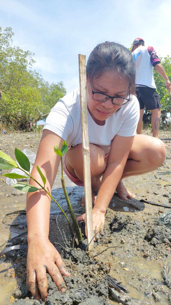 ElmaColiao's tweet photo. Mangrove planting
Click our beach collective post here:
https://t.co/h59EeP8ZTN
@Jaijaikho https://t.co/Ak26uG1Egb