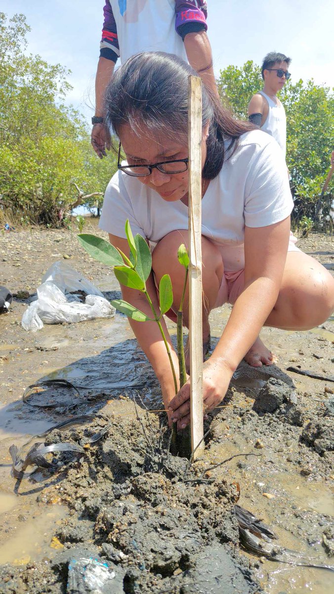 ElmaColiao's tweet photo. Mangrove planting
Click our beach collective post here:
https://t.co/h59EeP8ZTN
@Jaijaikho https://t.co/Ak26uG1Egb