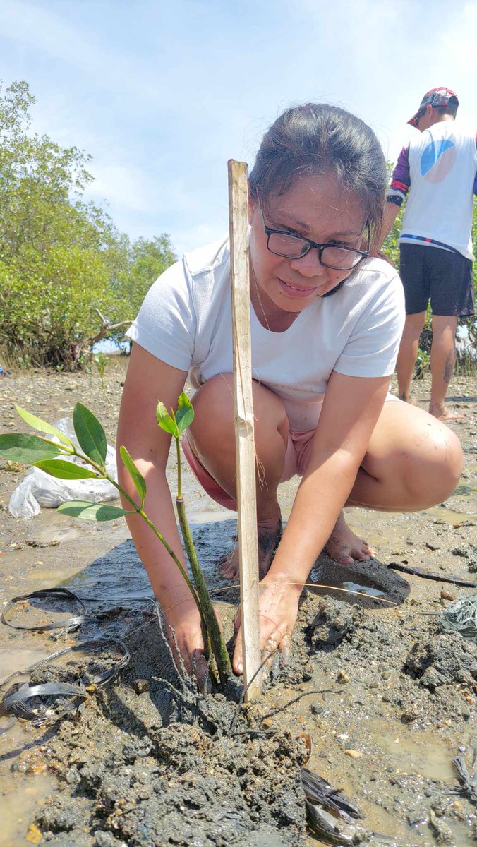 ElmaColiao's tweet photo. Mangrove planting
Click our beach collective post here:
https://t.co/h59EeP8ZTN
@Jaijaikho https://t.co/Ak26uG1Egb