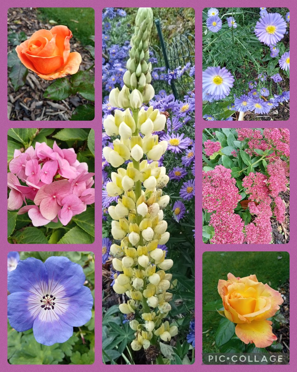 loganjacky's tweet photo. Still some colour in my autumn garden #SevenOnSunday 
Enjoy your weekend 🤗 https://t.co/J6JTdInm04