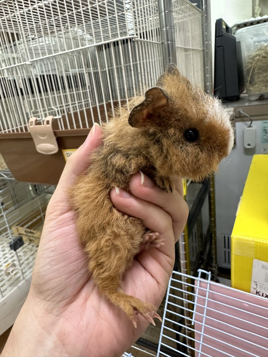 okashinashippo1's tweet photo. 専属のブリーダーさんより離乳したばかりのかわいいモルモット入荷してます

クレステッド 8000円
テディ 20000円

どちらも男の子です😀 https://t.co/WqPiTlL3FN