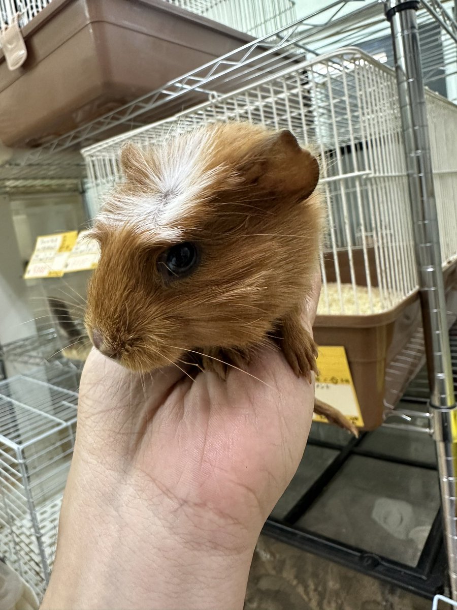 okashinashippo1's tweet photo. 専属のブリーダーさんより離乳したばかりのかわいいモルモット入荷してます

クレステッド 8000円
テディ 20000円

どちらも男の子です😀 https://t.co/WqPiTlL3FN